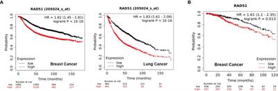 Targeting the Homologous Recombination Pathway in Cancer With a Novel Class of RAD51 Inhibitors